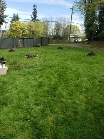 Nanaimo lawn with marked work areas before septic installation